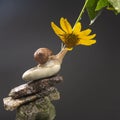 Helix pomatia. snail on a stone pyramid is drawn to the scent of a yellow flower. mollusc and invertebrate. delicacy meat and Royalty Free Stock Photo