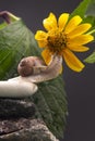 Helix pomatia. snail on a stone pyramid is drawn to the scent of a yellow flower. mollusc and invertebrate. delicacy meat and Royalty Free Stock Photo