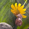 Helix pomatia. snail on a stone pyramid is drawn to the scent of a yellow flower. mollusc and invertebrate. delicacy meat and Royalty Free Stock Photo