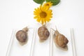 Helix pomatia. snails compete to reach the yellow flower. mollusc and invertebrate. delicacy meat and gourmet food