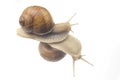 Helix pomatia. snails on transparent glass. mollusc and invertebrate. delicacy meat and gourmet food