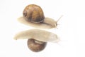 Helix pomatia. snails on transparent glass. mollusc and invertebrate. delicacy meat and gourmet food