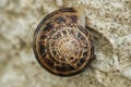 Helix snail close up,golden section spriral geometry shell details,animal nature
