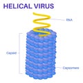 Structure Of The Helical Virus, Basic types of viruses.