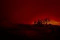 hell on earth, alone tree against red sky Royalty Free Stock Photo