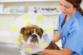 Hell have to keep it on for a few weeks...a vet attaching a cone to the neck of a large bulldog. Royalty Free Stock Photo