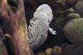 Hellbender salamander Royalty Free Stock Photo