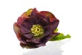 Hellebore Royalty Free Stock Photo
