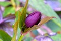 Lenton Rose Hellebore Bud with Leaf 01 Royalty Free Stock Photo
