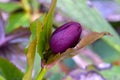 Lenton Rose Hellebore Bud with Leaf 02 Royalty Free Stock Photo