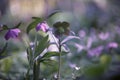 Hellebore. Christmas rose or Lenten Rose. Green and purple hellebore flowers blooming in the spring. Detailed closeup of beautiful Royalty Free Stock Photo