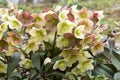 Hellebore