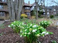 Hellebore, an early spring perennial flower