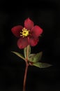 Hellebore flower against black Royalty Free Stock Photo
