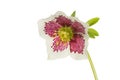 Hellebore flower against white