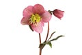 Hellebore flower and bud Royalty Free Stock Photo
