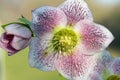 Hellebore flower