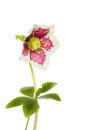 Hellebore flower and foliage Royalty Free Stock Photo