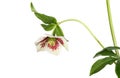 Hellebore flower and foliage Royalty Free Stock Photo
