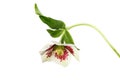 Hellebore Royalty Free Stock Photo