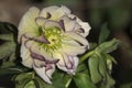 Hellebore Flower in Mauve and Cream