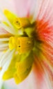 Hellebore flower parts in macro Royalty Free Stock Photo