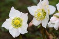 Hellebore flowers