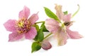 Hellebore Royalty Free Stock Photo