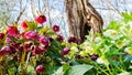 Hellebore flowers close-up in a beautiful landscape design. The first flowers that bloom after winter and are not afraid of frost Royalty Free Stock Photo