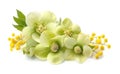 Hellebore flowers . Royalty Free Stock Photo