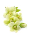 Hellebore flowers on white backgrounds