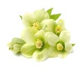 Hellebore flowers . Royalty Free Stock Photo
