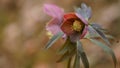 Hellebore flowers or Lenten rose - Helleborus orientalis