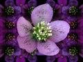 Hellebore (heleborus niger) Royalty Free Stock Photo