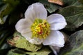 Hellebore, hellebores, Helleborus flowering plants in the family Ranunculaceae.