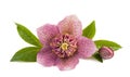 Hellebore Royalty Free Stock Photo