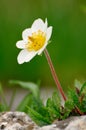 Hellebore (Helleborus niger) Royalty Free Stock Photo