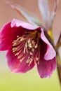 Hellebore (Helleborus purpurascens) Royalty Free Stock Photo