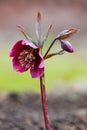 Hellebore (Helleborus purpurascens) Royalty Free Stock Photo