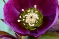Purple Lenton Rose Hellebore Petal Cup 01 Royalty Free Stock Photo