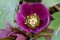 Purple Lenton Rose Hellebore Petal Cup 02 Royalty Free Stock Photo