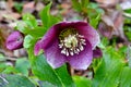 Purple Hellebore Lenton Rose Speckled 01 Royalty Free Stock Photo