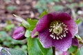 Purple Hellebore Lenton Rose Speckled 02 Royalty Free Stock Photo