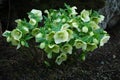 Hellebore