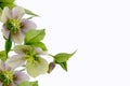 Hellebores