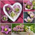 Hellebores collage Royalty Free Stock Photo