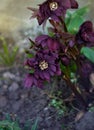 Hellebores Double Ellen Purple