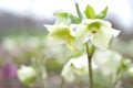 Hellebores flower Royalty Free Stock Photo