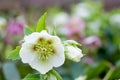Hellebores flower Royalty Free Stock Photo