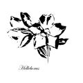 Hellebores flower sketch monochrome pattern floral art design element